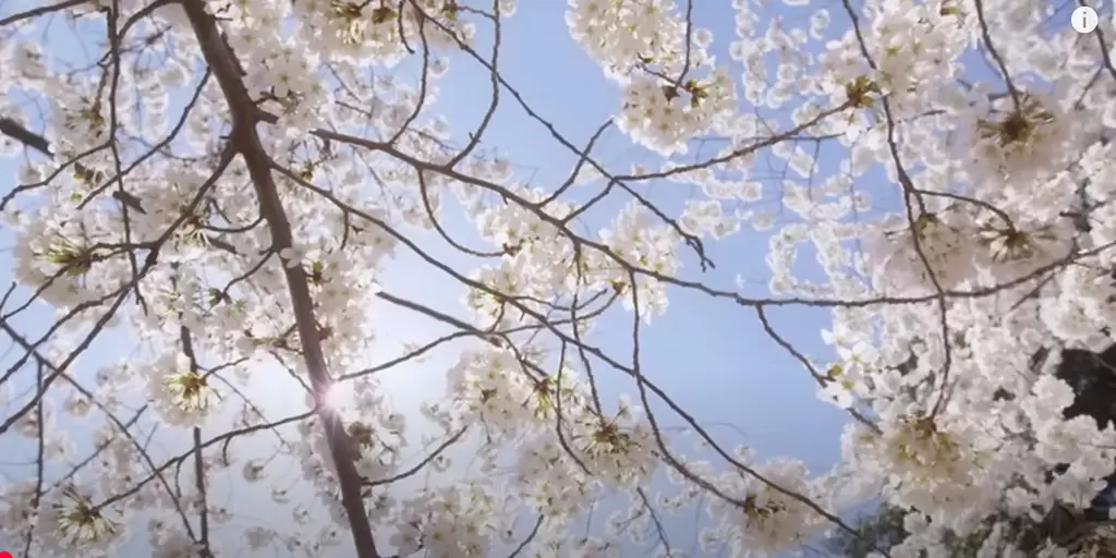 Romantic Relaxing Music